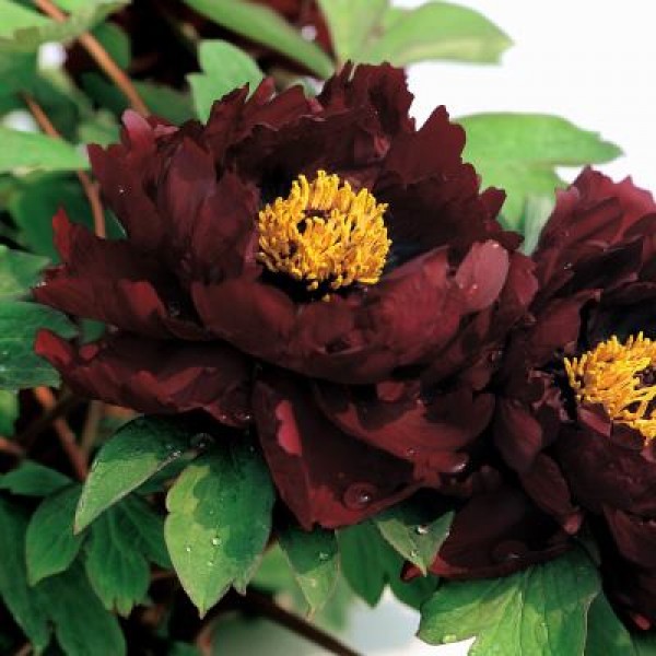 ������� ���, ���������, ���������� � ������ ������������ �������� �� �������� �o*�*�� 2/17