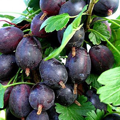 ���� �� 7.04. �������� � ������������ ���������� � ������������ �� ��������� Garden Flora.