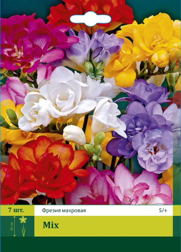 ���� �������. ������� ���, ����������, ������ ������ � ������.