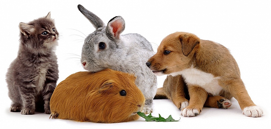 ���� �� 23.03. �������������. Lit*t*le O*ne, R*I*O, JR F*A*R*M, T*ri*ol , TiT*Bi*T. ���� 19