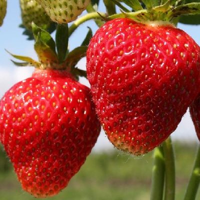 ���� �� 7.04. �������� � ������������ ���������� � ������������ �� ��������� Garden Flora.