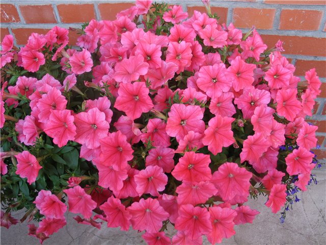 ���� �� 28.03. ������� � ��������� ������� �� ��������� Garden Flora. ��� ������� � ������� ����������� � ����� ����.