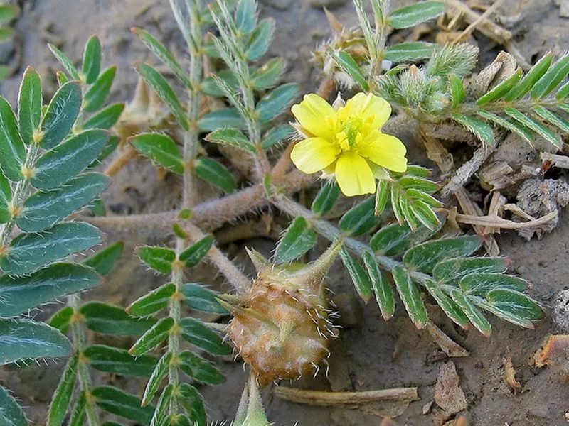 ������� (tribulus terrestis) - ���� �� ����� ������� �������� � �������, ����������� �������� ���������