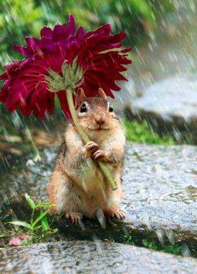 ������ - �������������� ������, �� ��������� ������, ����� ������� � ���� �������� � ������� ���. (�) ��������