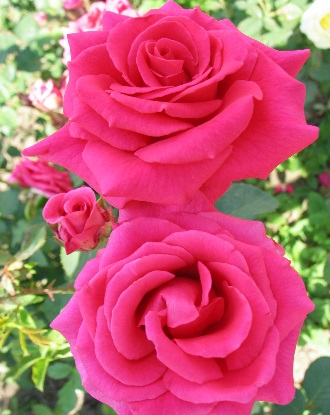 ������������� �������� ���������, �������� ���, ���- �����