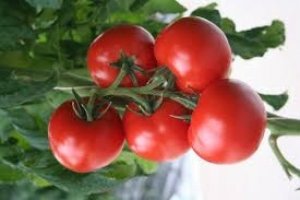 ���� �� 28.03. ������� � ��������� ������� �� ��������� Garden Flora. ��� ������� � ������� ����������� � ����� ����.