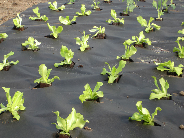 	���� �� 29.03 . ������� , ������� ������������, �������, .�������� ( �������� �������� ) , ������ ( ��������������, ������������, ��� ) 50