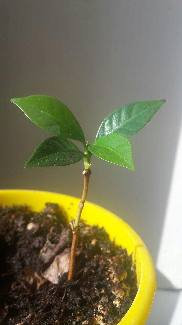 �������, ������!