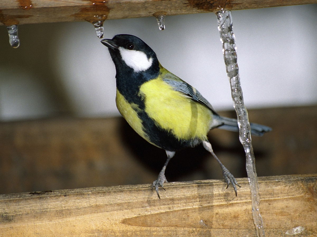 ���� �������� ��� � ��������� ����������) ��������� � �������)