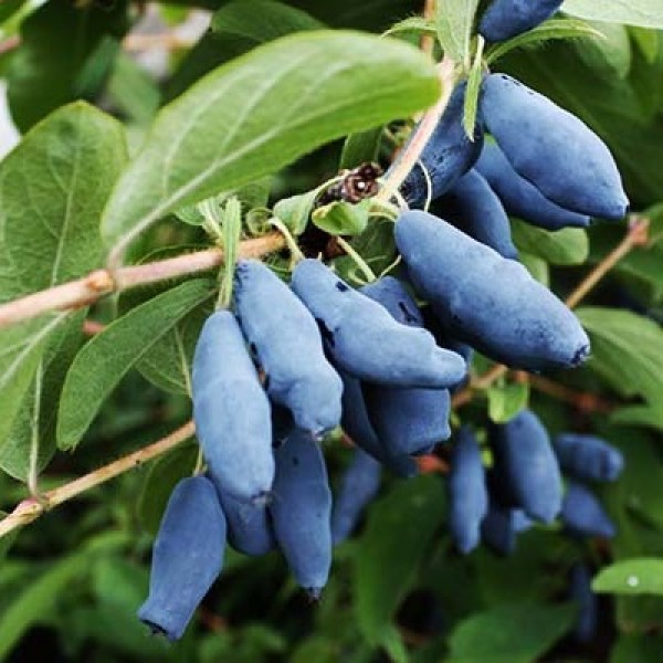 ���� �� 7.04. �������� � ������������ ���������� � ������������ �� ��������� Garden Flora.