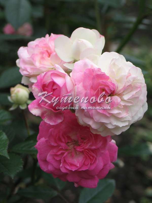 ���� �� 15 .04. ������� �������� ��**��**��**��. �������� �������� 2-�, 3-� �����. ������������ � ������� ��������. ������� ��� � ���. 10