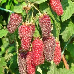 ���� �� 7.04. �������� � ������������ ���������� � ������������ �� ��������� Garden Flora.
