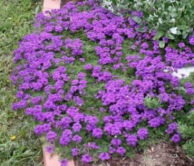 ������-�������. ������� � ��������� ������� �� ��������� Garden Flora. ��� ������� � ������� ����������� � ����� ����.
