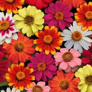 ���� ������� �� 9.04. ������� � ��������� ������� �� ��������� Garden Flora. ��� ������� � ������� ����������� � ����� ����.