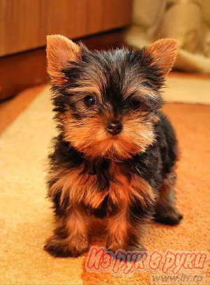 � ������� ����� ������������ �������, ���� ������ � �������� ������, ������� � ��������. ���� � ���������� ����������. � �����������, �������.