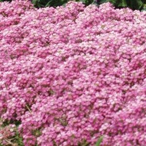 ���� ����������. ������� � ��������� ������� �� ��������� Garden Flora. ��� ������� � ������� ����������� � ����� ����. ���� ��������.