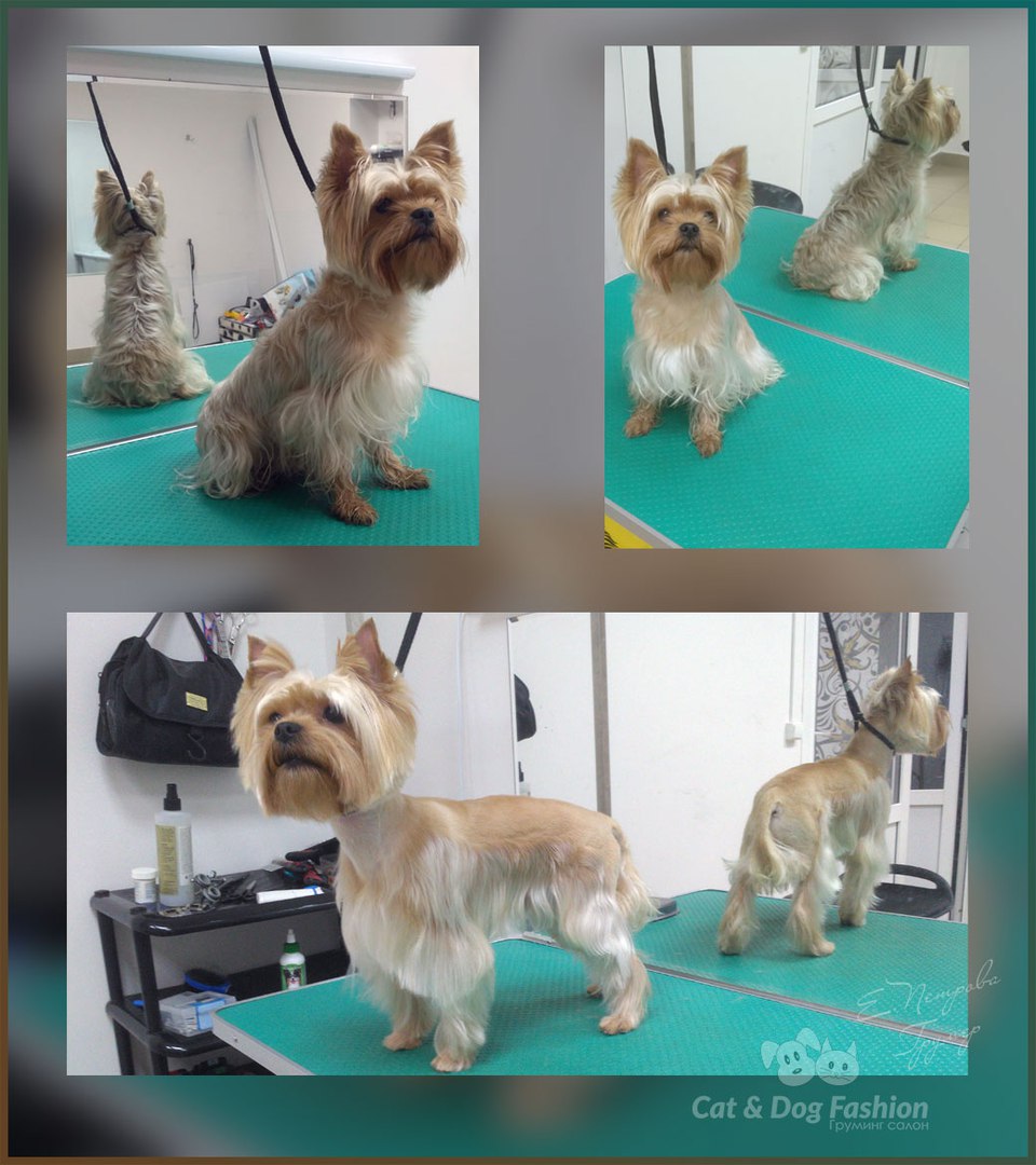 ��������� �������