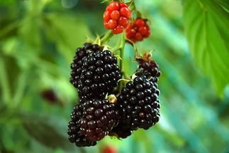  ���� �� 5.05. �������� � ������������ ���������� � ������������ �� ��������� Garden Flora.