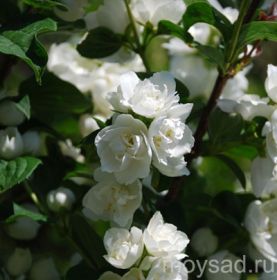���� �� 5.05. �������� � ������������ ���������� � ������������ �� ��������� Garden Flora
