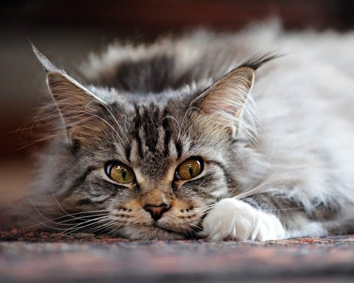 �������� �������...