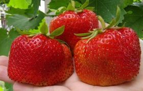 ���� ������� �� 18 ���. ������� ��������� ������� �� ��������� Garden Flora