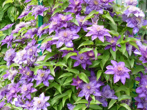 �������-��! ���� �������. ������������ �������� ��� ��������� ������ ���� �� �������� ��������� ������������� ������� Savgarden. ����� �������!