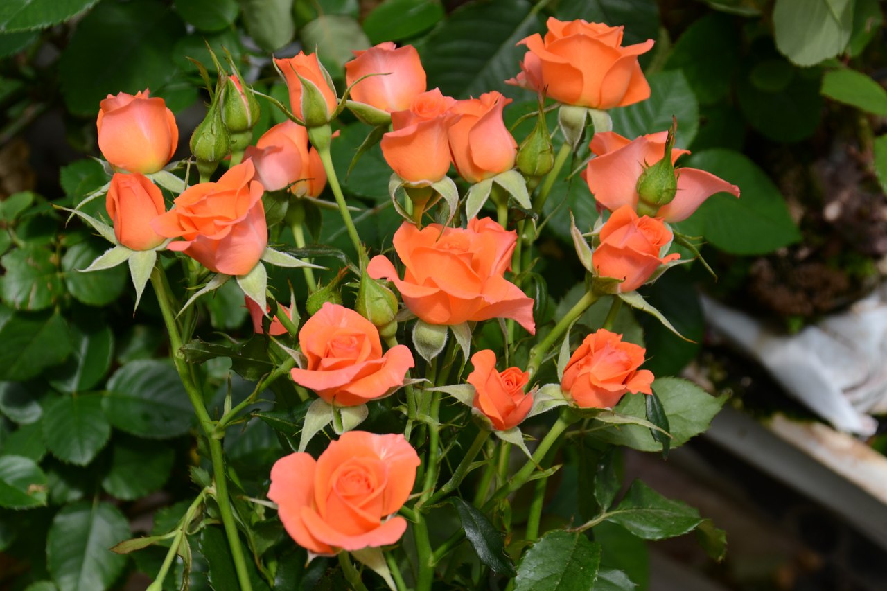 ���� �������. ������ ����� ������ ���! ������� �� ����� ������ �������������� ����. ���� ��� ������� ������. ����� 7