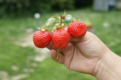 ���� ������� �� 18 ���. ������� ��������� ������� �� ��������� Garden Flora.