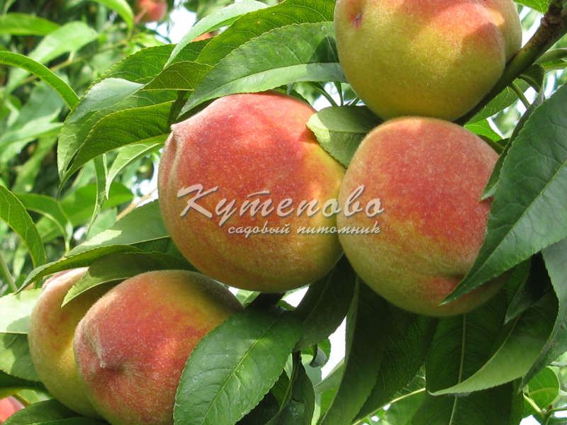 �������� ������� � �������� �������� �������� 2� - 3� �����  