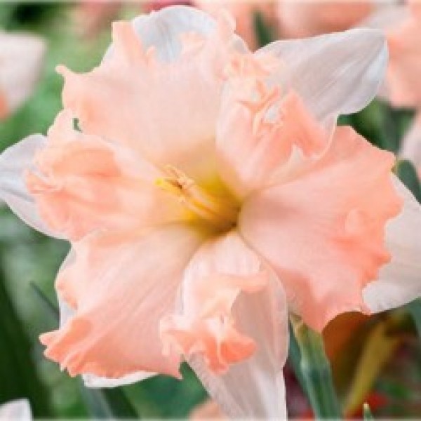 ���� �������. ���������� ����� 2017.