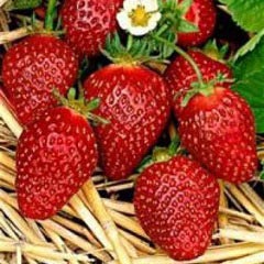 ���� ������� �� 22 ����. ������� ������� ��������� �� ��������� Garden Flora-2