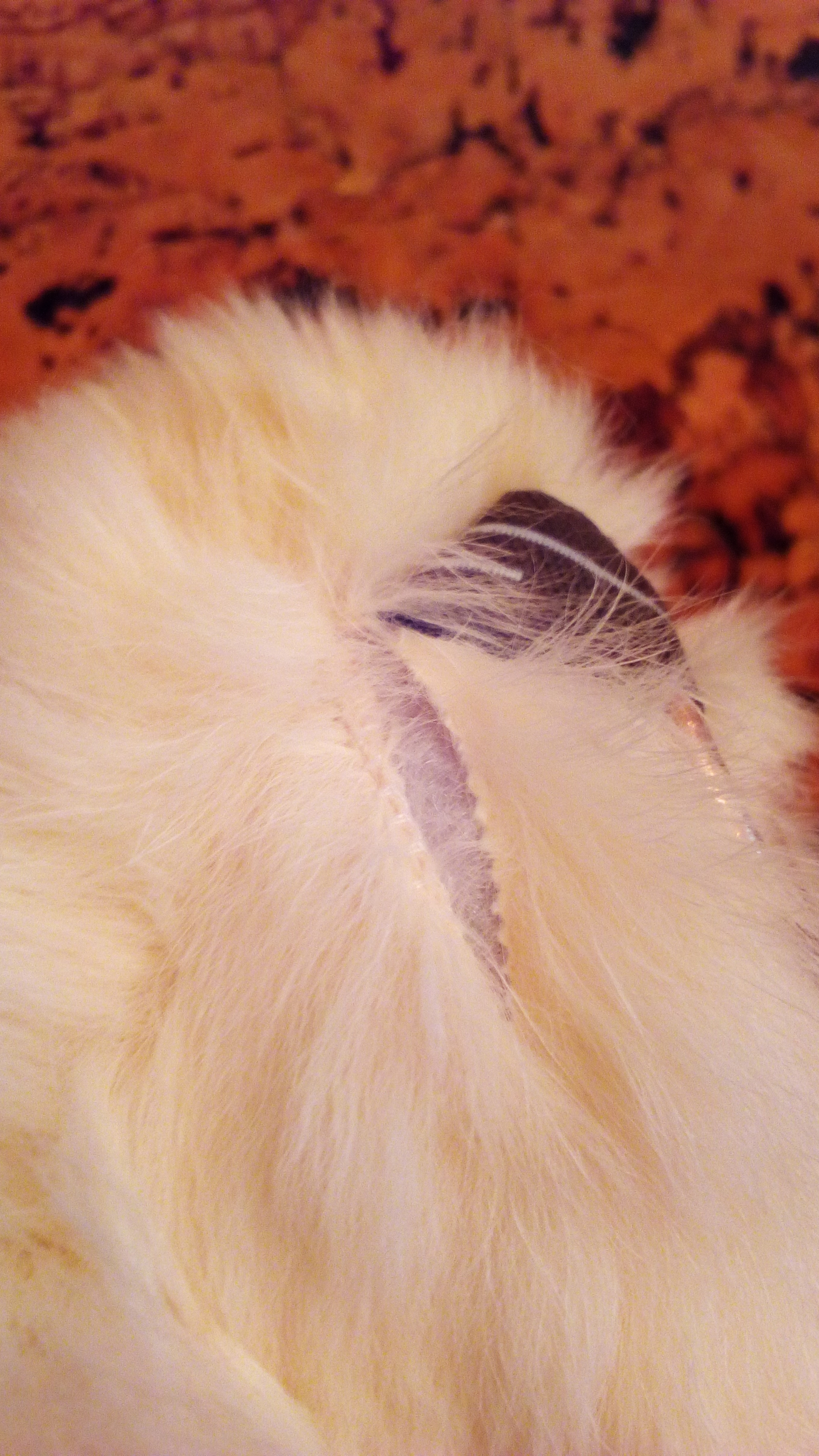 ���� �������