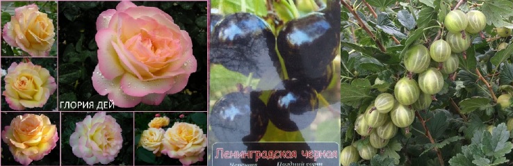 [b]���� ������� �� 4 ����. ���� �����-��������� �� 95���, ���������, ��������, ��������, ������� �������� ��������-10[/b]