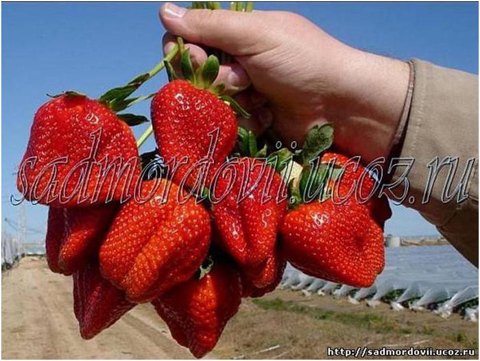 ���� �������. ��������� (�� �����) ������������ �����.