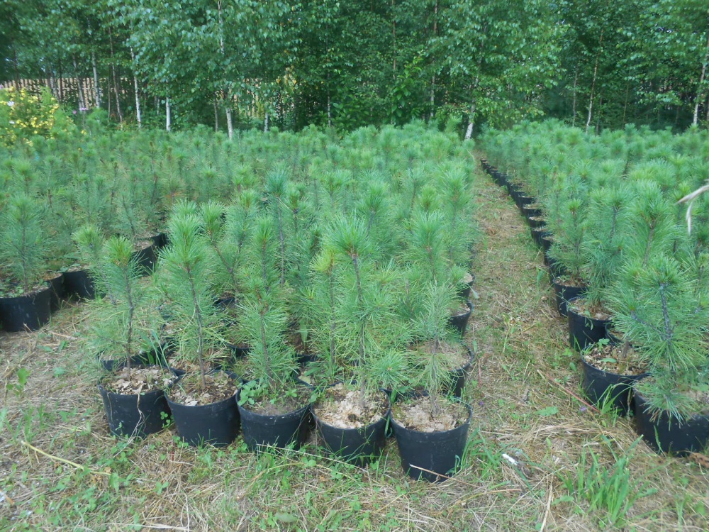 ��� ����� ���� ���������� ������� �������� �� ����� �������?)