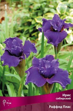 �������� - ��������� ����� 2017 - ������������ ����� � ������� - ��������, �����, ���������, �����, �������, �������, ����� � ������.