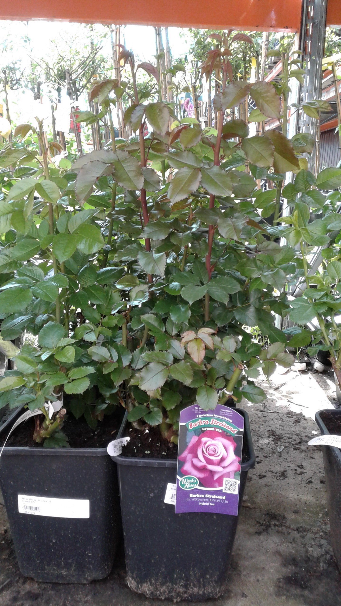 ��������� �� ��� ����� ����������� �� ����������?