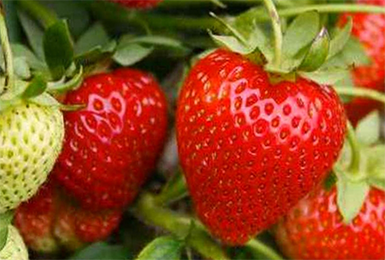 ����� ����!!! ���� ������� �� 22 ����. ������� ������� ��������� �� ��������� Garden Flora-2