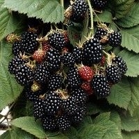 ���� ������� �� 23.07. �������� � ������������ ���������� � ������������ �� ��������� Garden Flora-3