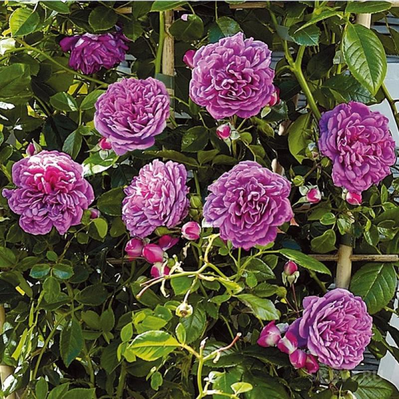 ���� �������. ���� ������ ��������� 2018.