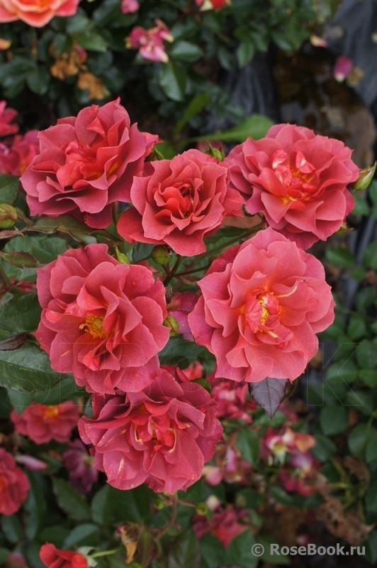 ��������! ������������ ���� � ��� � 5� �����������! ���������: Weeks, David Austin, Petales de Roses. ������� ������, �� ���� � 2 ���� ������� �������!