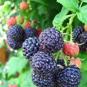 ���� ������� �� 23.07. �������� � ������������ ���������� � ������������ �� ��������� Garden Flora-3