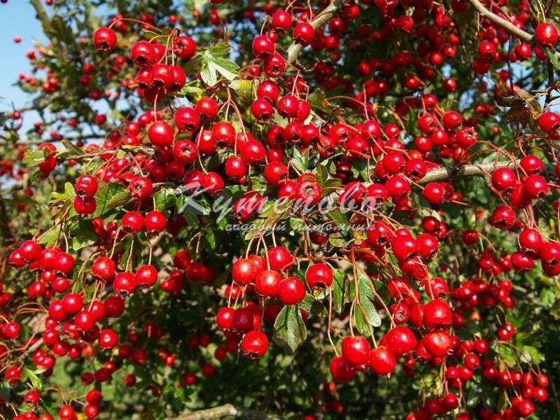 ���� �� 29 .07 . ������� �������� ��**��**��**��. ����� 2017�. �������� �������� 2-�, 3-� �����. ������������ � ������� ��������. ������� ��� �. ������� ��������,���������. ���. 11