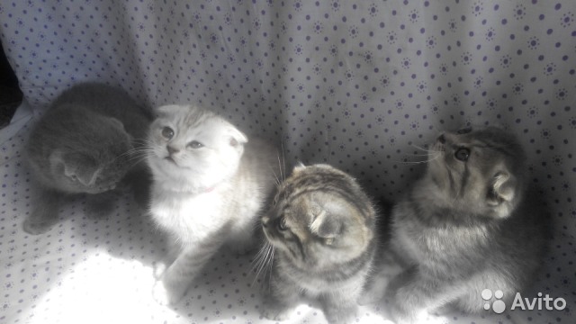 ������ ����������� �����