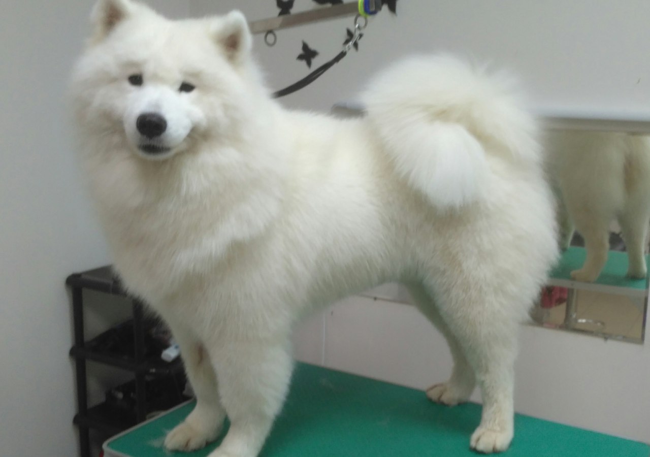 ����������� ����.