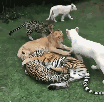 ������� �������