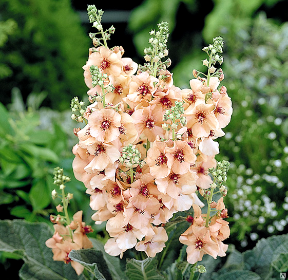 ���� �� 10.08. ��������, ����������, ������������ �� �� ������������� �������. ����� 7.