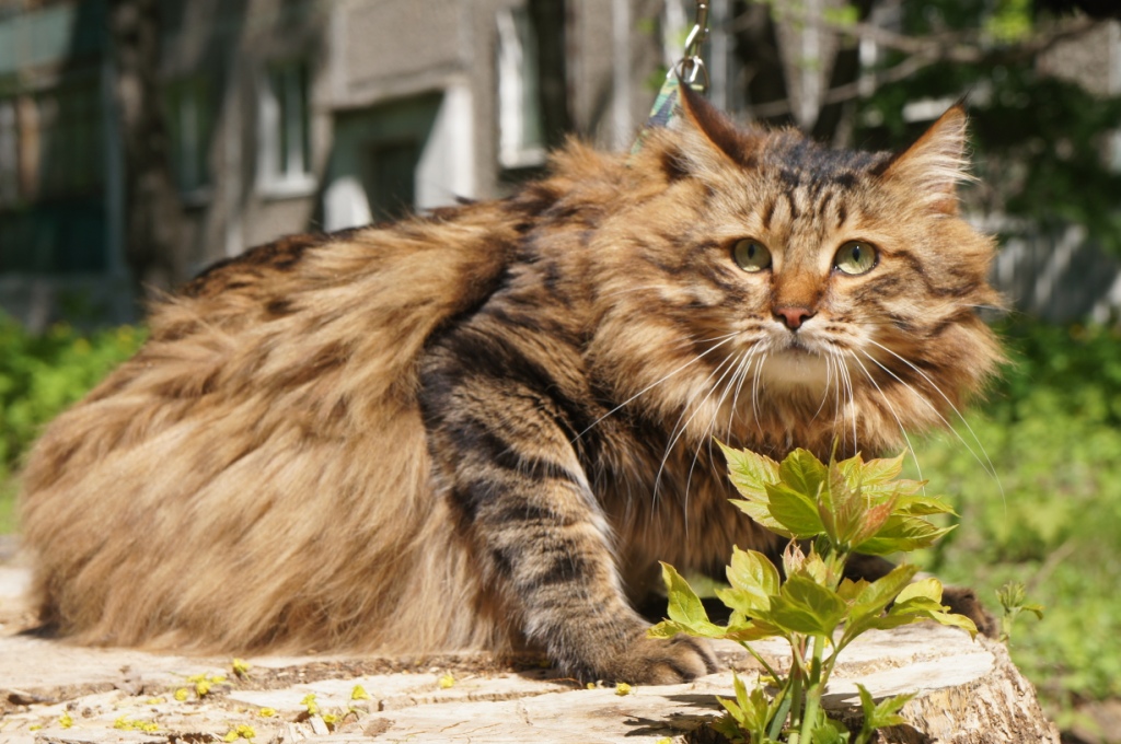 ������� ������������� ���� �����