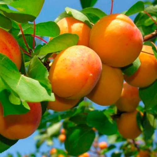 ���� �������. ������� �������� �������� � ������������ ����������� ��������.