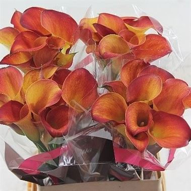 ���� �� 15.08. ������� �����. ��������� �� ����� 2017